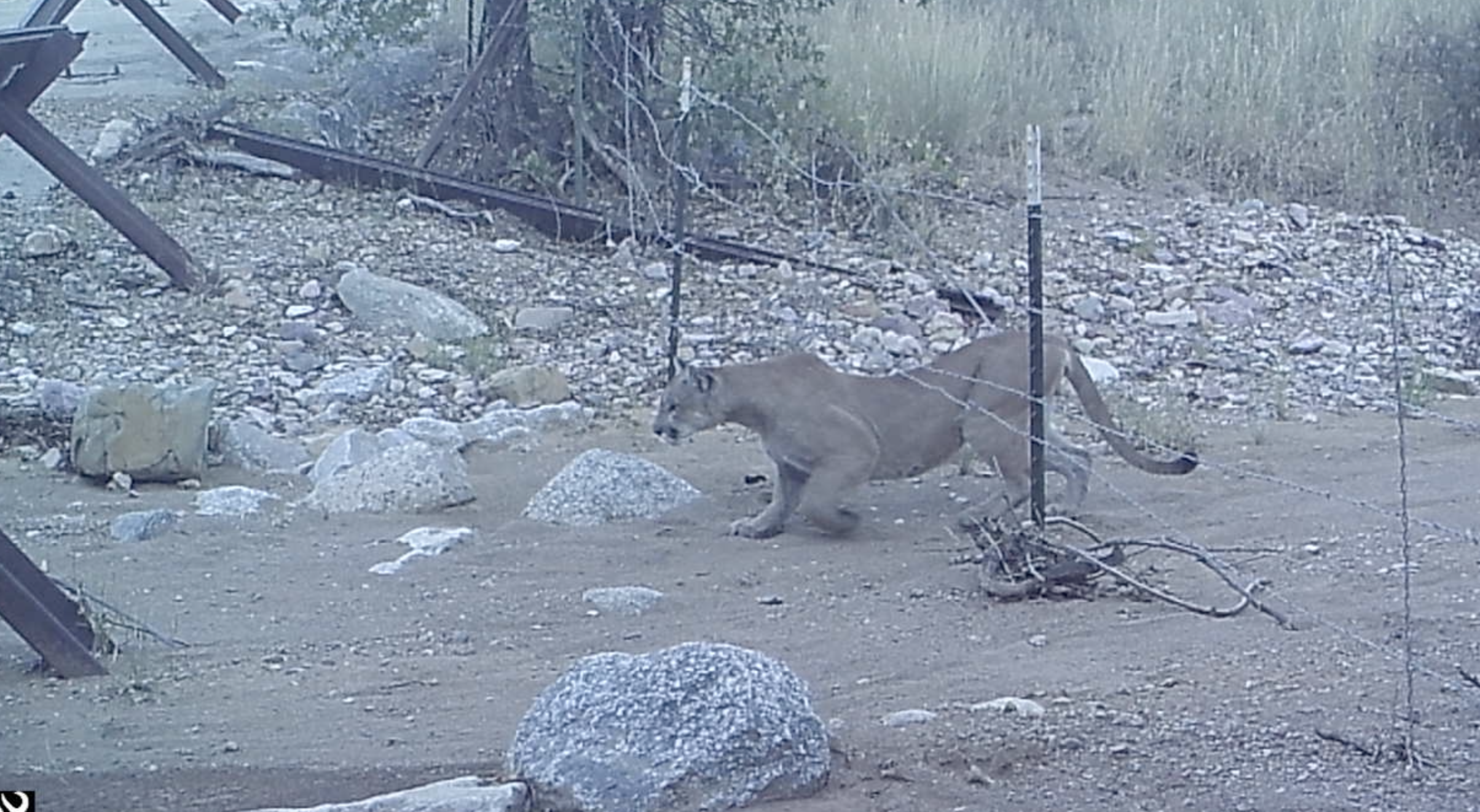 A grainy image of a mountain lion ducking slightly to pass under a barbed wire fence in a sandy, rocky, landscape.