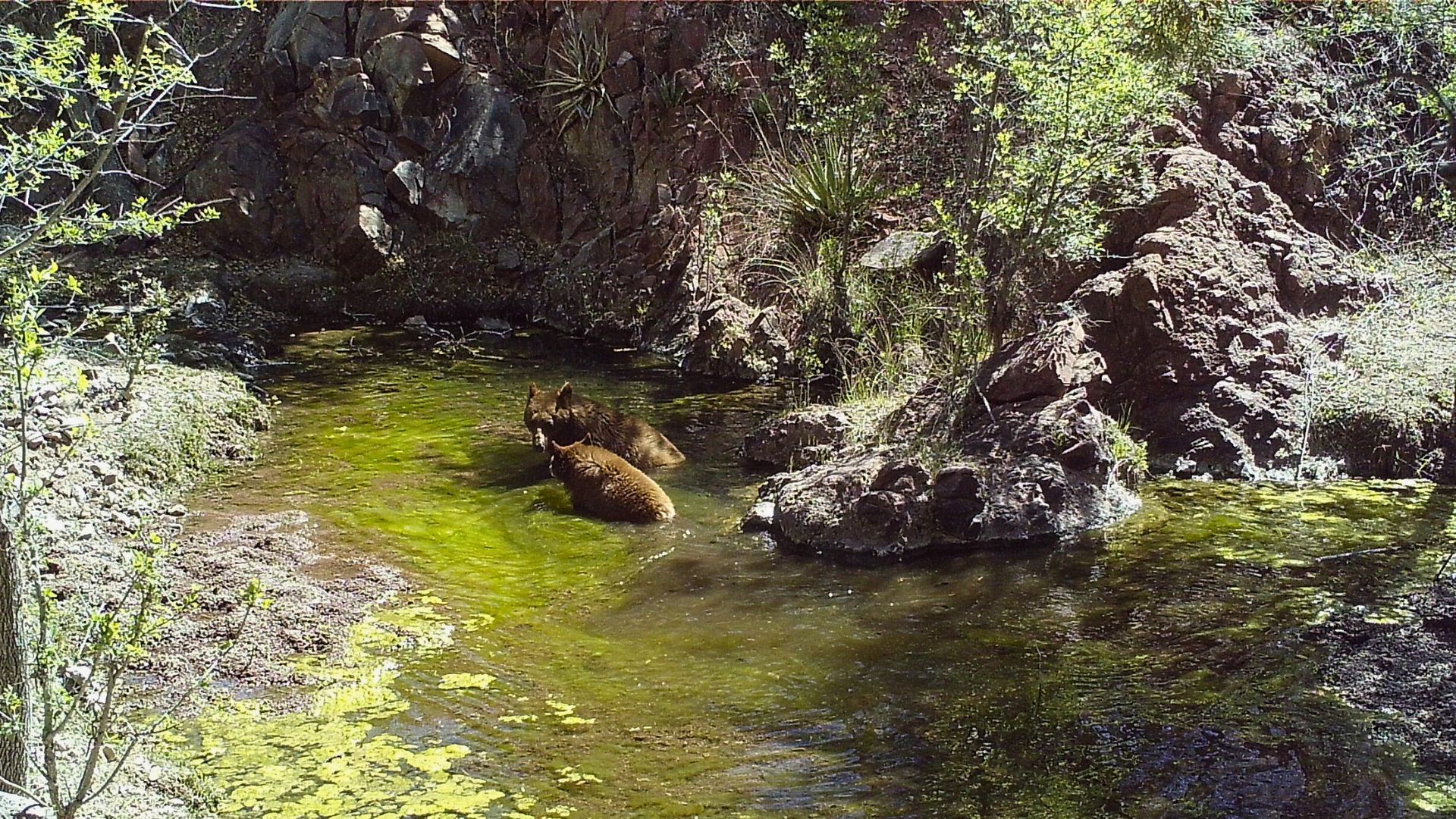Two brown bears sit in a shallow, greenish pool of water against a rocky backdrop
