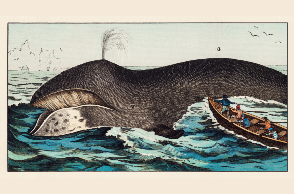Bowhead whale lithograph illustration