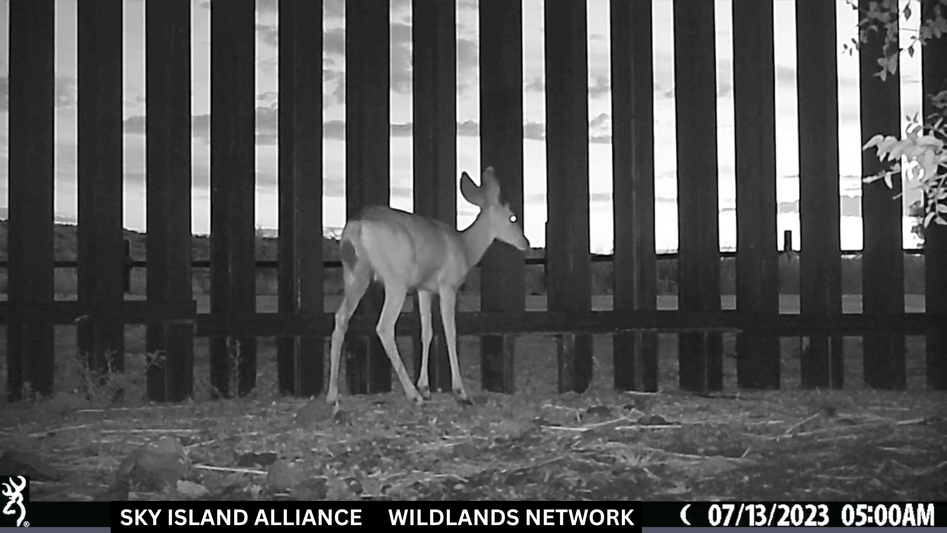 Black and white image of a small deer from behind as it faces vertical slats that extend out of the frame.