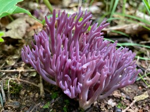 A cluster of bright purple tubular stalks pointed upward like coral.