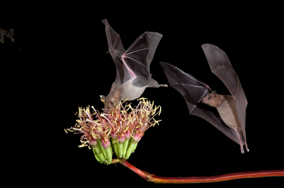 Two bats flying against a dark background. One has its snout in an agave flower