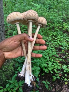 A hand holds 4 white mushrooms with long thing stems and round tops