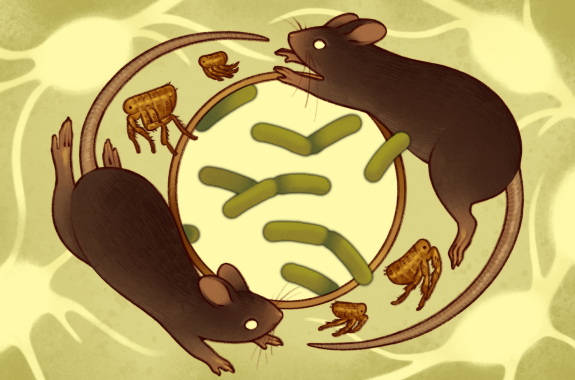 An illustration of rats and fleas circling bubonic plague bacteria.