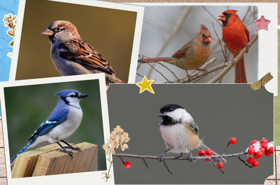 A scrapbook collection of common North American birds, cardinals, blue jays, chickadees and house sparrows