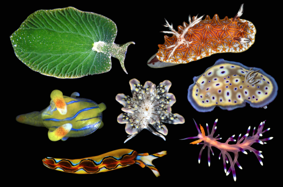 Seven brightly colored sea slugs-- they all look vastly different in terms of body size, color, and shape.
