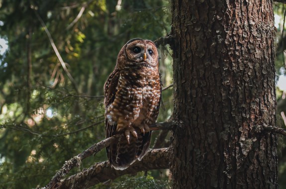 A Northern Spotted Owl (Strix occidentalis caurina) in an old growth forest.