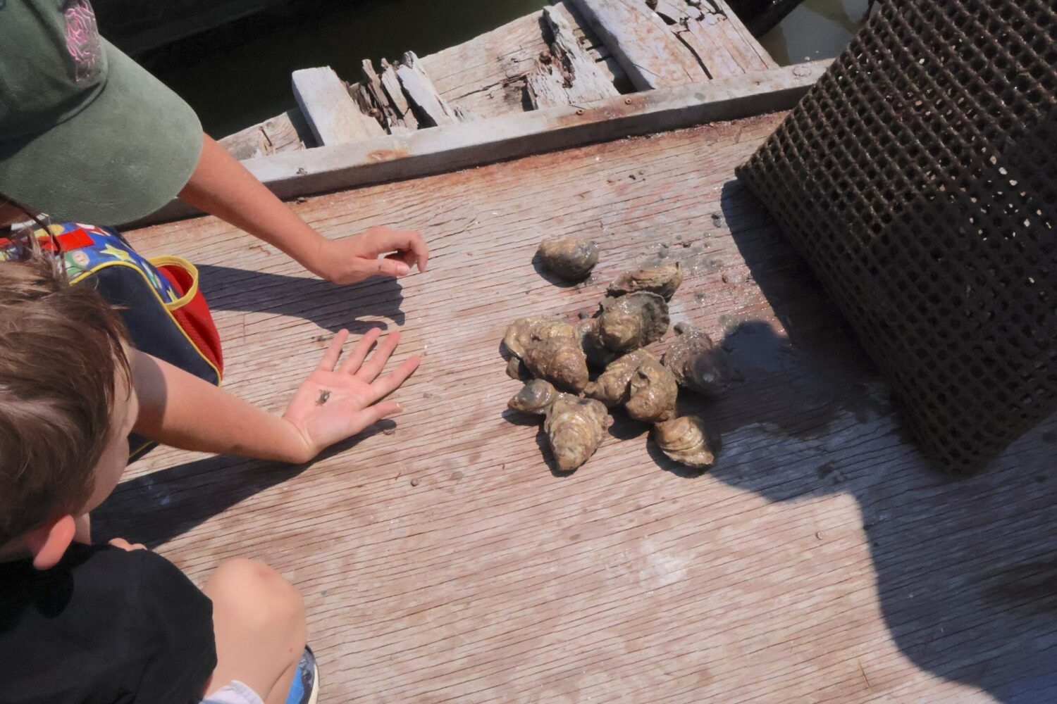 A small pile of oysters on a wooden dock, and a mother's arms and a child on the left side of the frame.