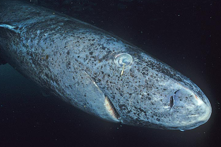 What Greenland Sharks Are Teaching Us About Aging Eyes