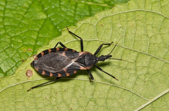 An oblong black insect with a pointed nose and orange stripes around the perimeter of its rump walks on a green leaf.