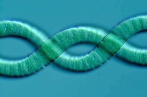 Two green tube-like filaments intertwine in a figure-eight-like pattern against an aqua green background.