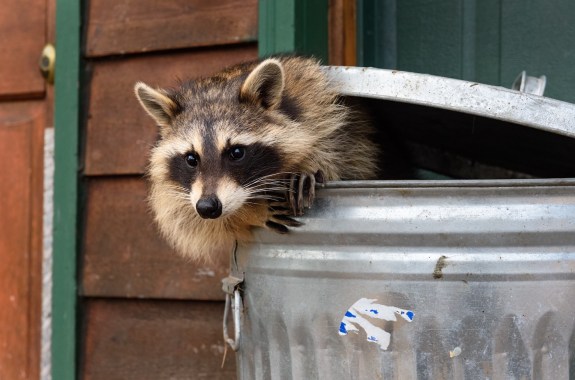 A raccoon leans out of a silver metal garbage can against a brown wooden house.
