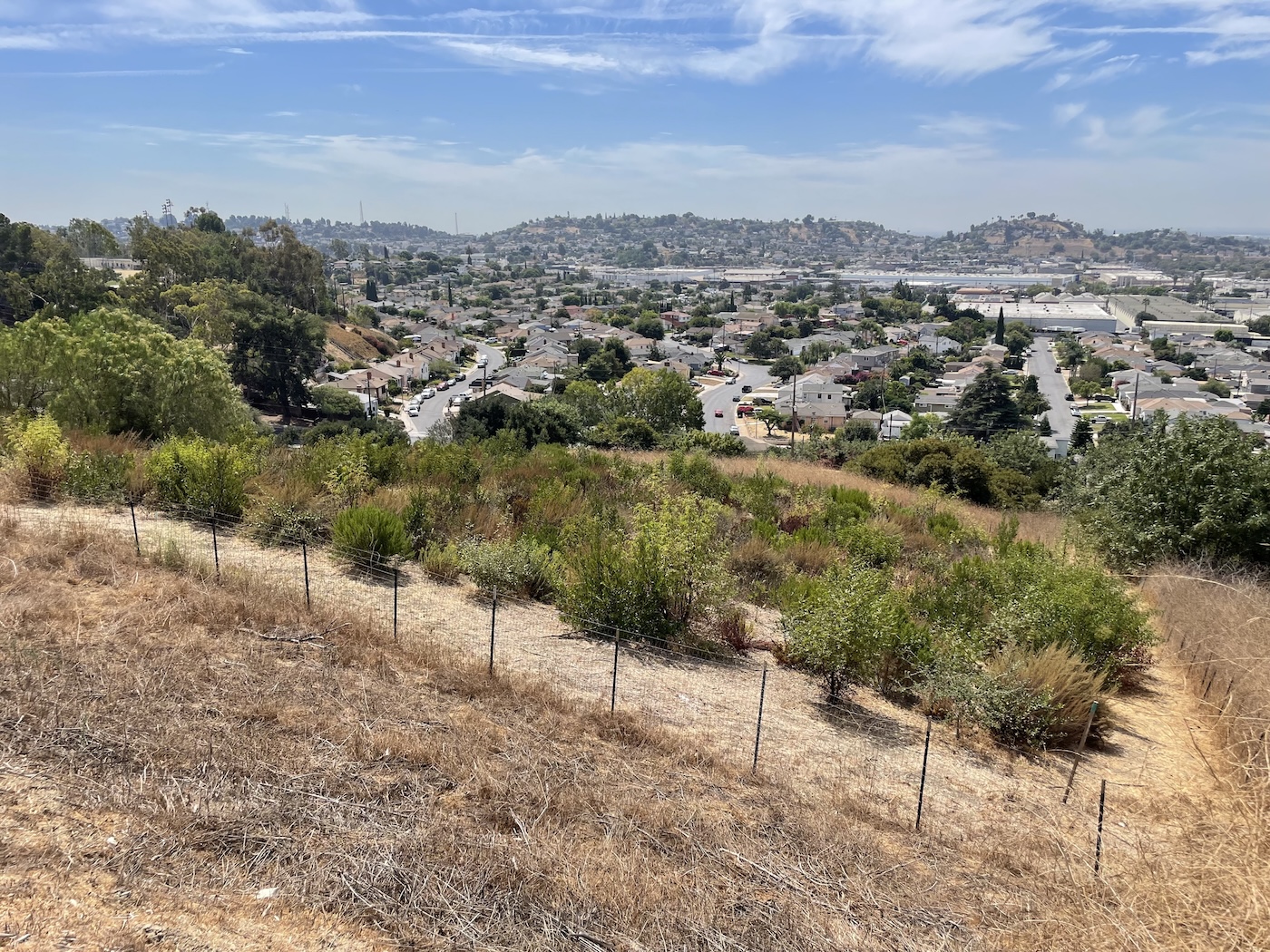 A square plot of green, shrubby plants on an arid hillside overlooking a suburban neighborhood on a sunny day.