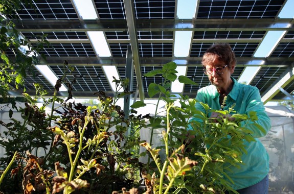 An older woman in a green shirt and classes attends to a leafy plant under the shade of a