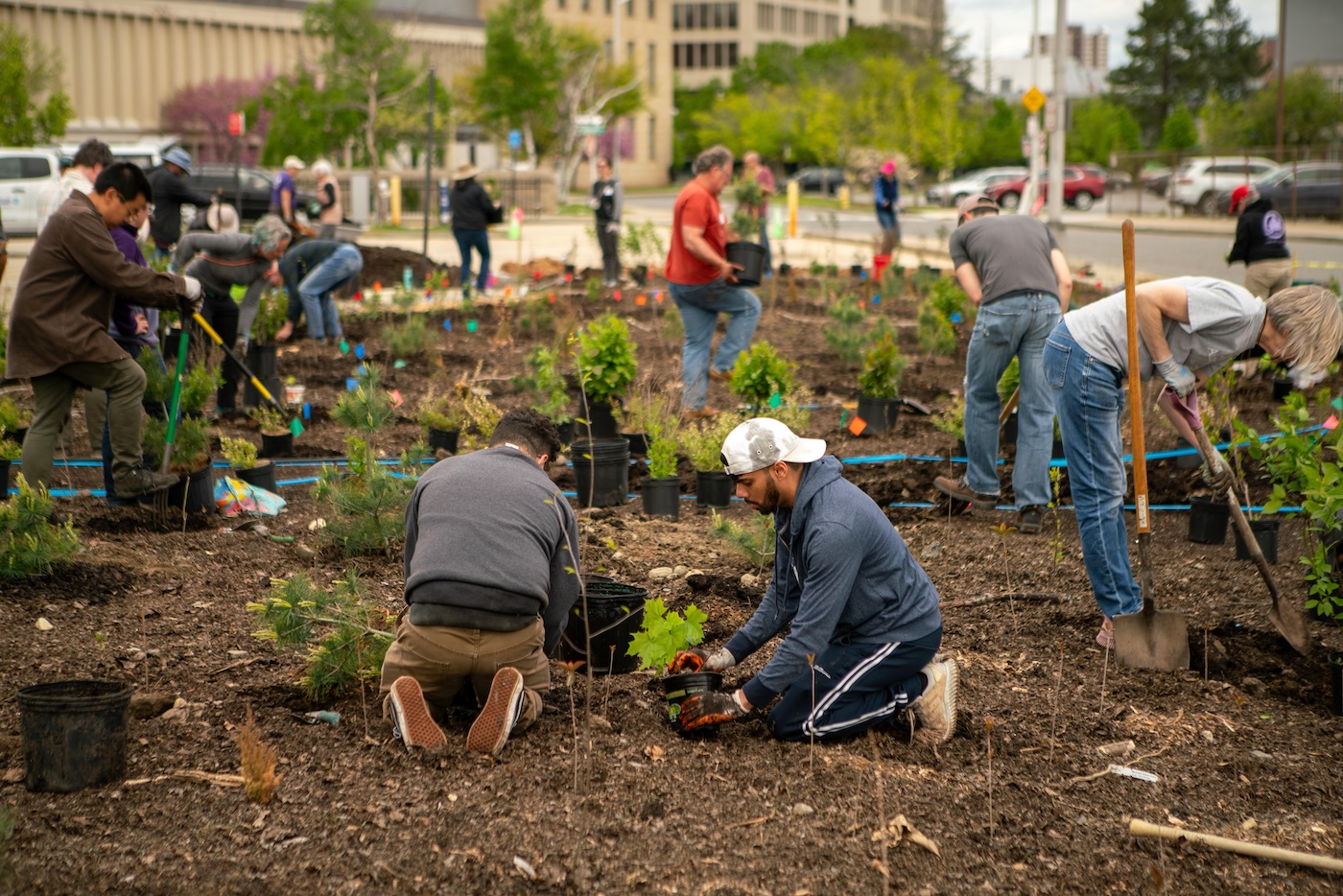 Several people plant small saplings in a dirt plot surrounded by streets and buildings.