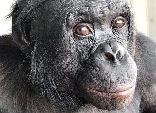 An bonobo with black skin and and fur and pinkish lips looks side-eyed at the camera.