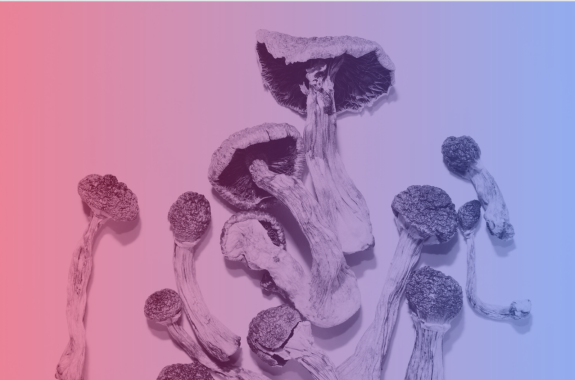 Dried mushrooms on an empty background with a wash over the image that fades from red to blue