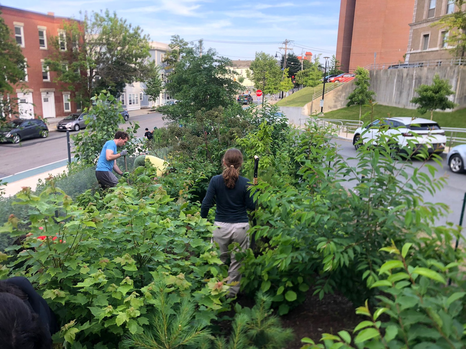 A few students stand with shovels among shoulder-height trees in a small plot where two roads converge.