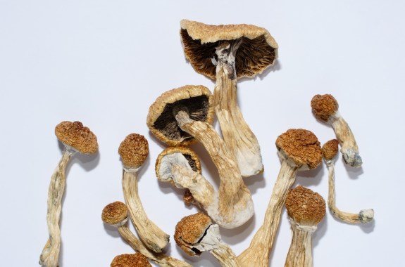 Dried brownish mushrooms on a white background