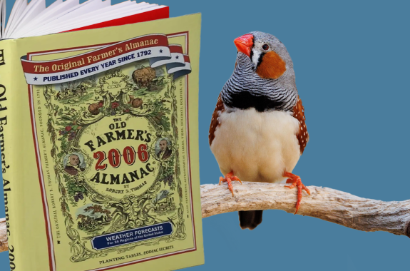 A zebra finch on a stick perch looks at the open pages of a Farmer's Almanac, against a blue background