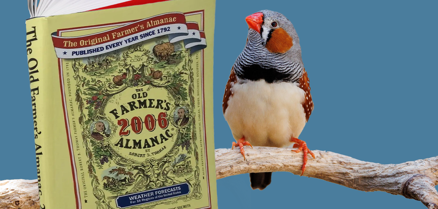 A zebra finch on a stick perch looks at the open pages of a Farmer's Almanac, against a blue background