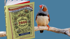 A zebra finch on a stick perch looks at the open pages of a Farmer's Almanac, against a blue background