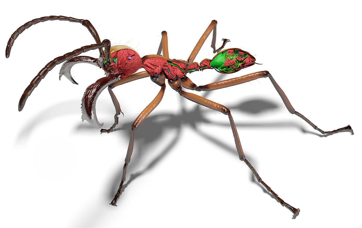 A render of an Eciton hamatum subsoldier ant in brown, red, and green. Antscan used AI to reposition the scanned insects into more natural poses.
