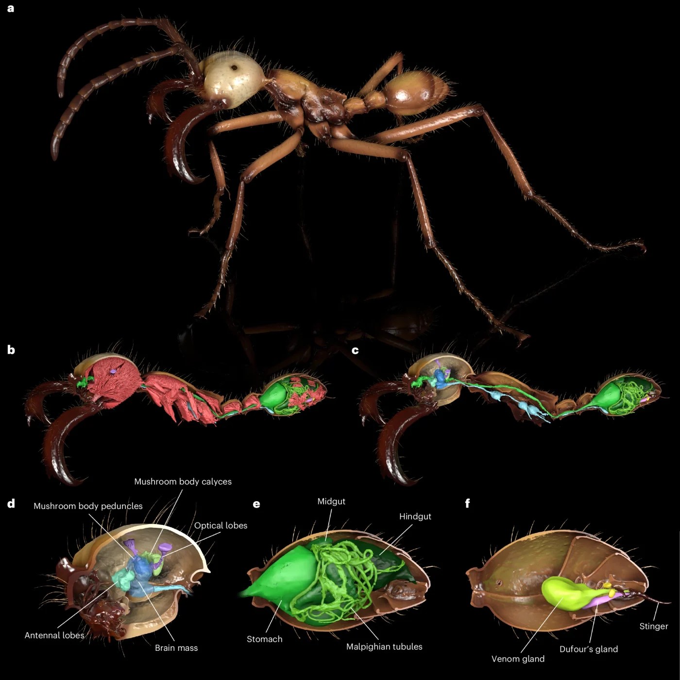 3D renderings of an ant, including its full body (top), head, thorax, and abdomen (middle), and abdomen alone, depicting anatomical details in blue, green, and purple (bottom).