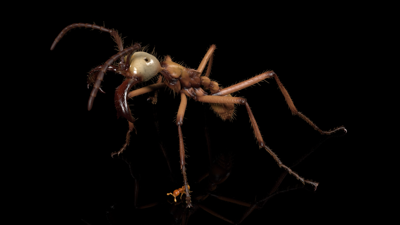 Building a digital ant gallery, from the ground up