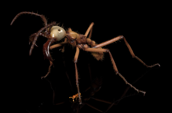 A close-up of a brown ant with a gray head against a black background.