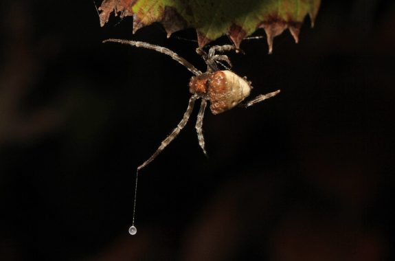 Bolas Spider hanging from leaf