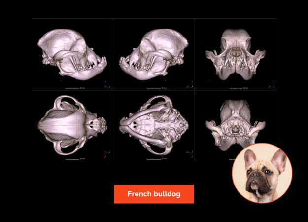 A 3D rendering of a French bulldog skull shown from multiple angles: anterior, lateral, superior, inferior, and posterior views. The skull shows the bottom jaw protruding farther than the upper jaw. The skull is wide and round.