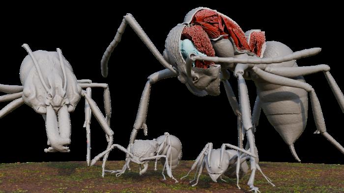  Odontomachus kuroiwae (large left), Diacamma cf. indicum (large right), Pristomyrmex punctatus (small left), Technomyrmex brunneus (small right). Diacamma is shown with a portion of its exoskeleton removed, revealing internal organs like part of its nervous system (blue) and muscle fibers (red).