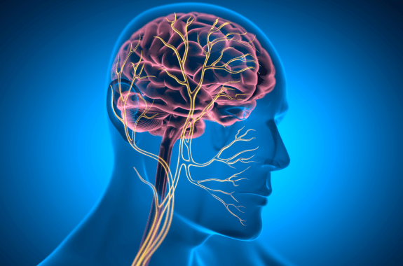 3D illustration of the human brain with highlighted neural pathways and nerves extending into the spinal cord.