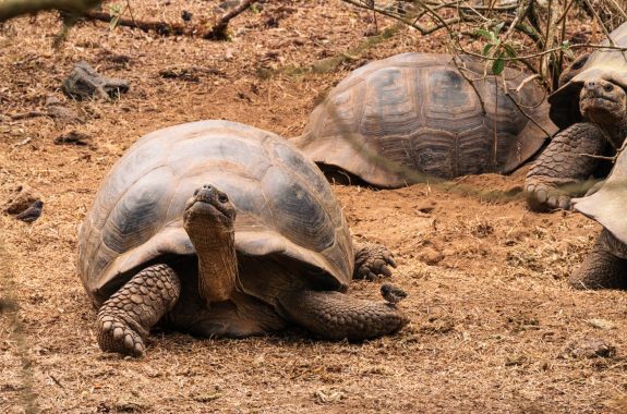 Two large tortoises resting on dry, sandy ground with sparse vegetation around them.