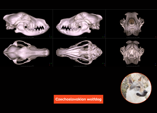 A 3D rendering of a Czechoslovakian wolfdog skull shown from multiple angles: anterior, lateral, superior, inferior, and posterior views. The skull is long and slender, with the upper and lower jaws matching in length.