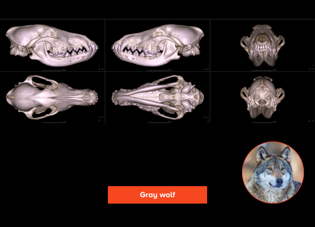 A 3D rendering of a gray wolf skull shown from multiple angles: anterior, lateral, superior, inferior, and posterior views. The skull is long and slender, with the upper and lower jaws matching in length and a long nose.