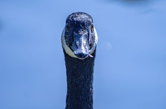 A headshot of a Northern Canadian Goose against a blue background.