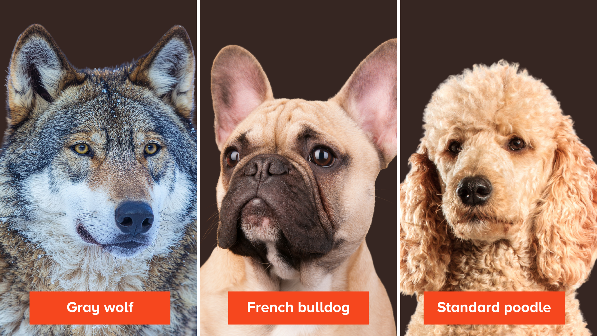 On the left, a gray wolf with large ears, thick fur, a long snout, and yellow eyes. In the middle, a French bulldog with large ears, short fur, a short snout, and dark eyes. On the right, a standard poodle with fluffy, curly hair, floppy ears, a long snout, and dark eyes on the right.
