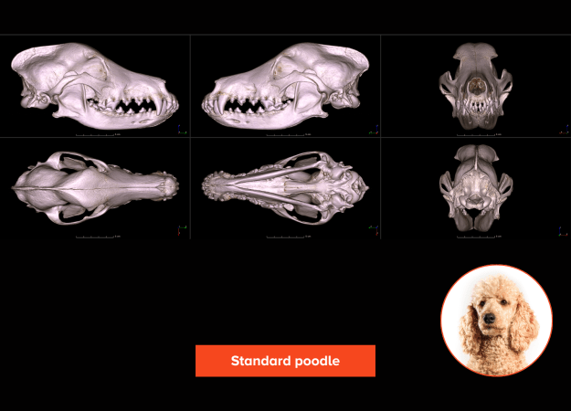 A 3D rendering of a standard poodle skull shown from multiple angles: anterior, lateral, superior, inferior, and posterior views. The skull shows a long nose and a high brow, with the bottom and top jaws aligning.