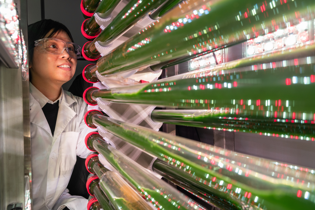 A woman with lab goggles on looks at the ends of several horizontal glass tubes holding green algae.