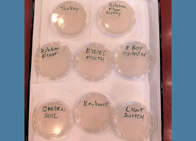 Eight clear, round plates filled with a light brown gel and set on a tray covered with paper towels. The agar plates are labeled with black magic marker.
