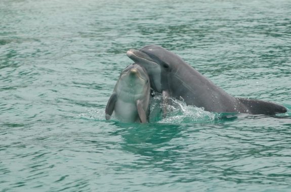 Two dolphins in water