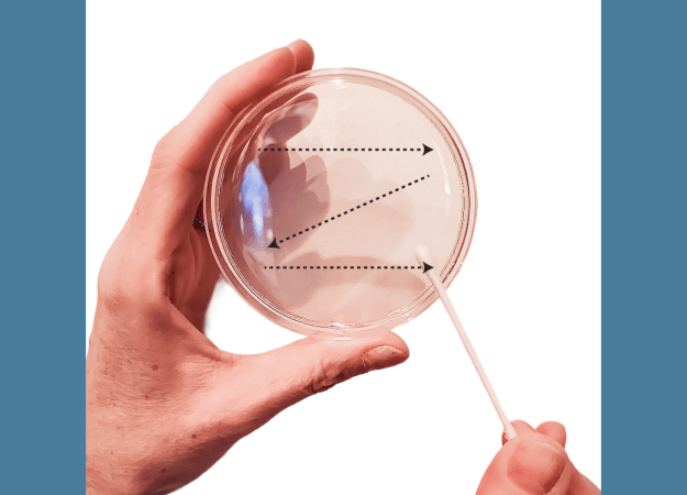 A person holds a cotton swab against an agar plate. Dotted lines and arrows show a zigzag pattern going in a straight line from left to right along the top, diagonally from top right to bottom left, and from left to right along the bottom.