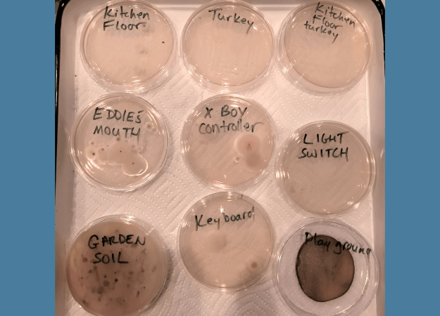 Labeled agar plates with dark or fuzzy areas showing mold and bacteria growth.
