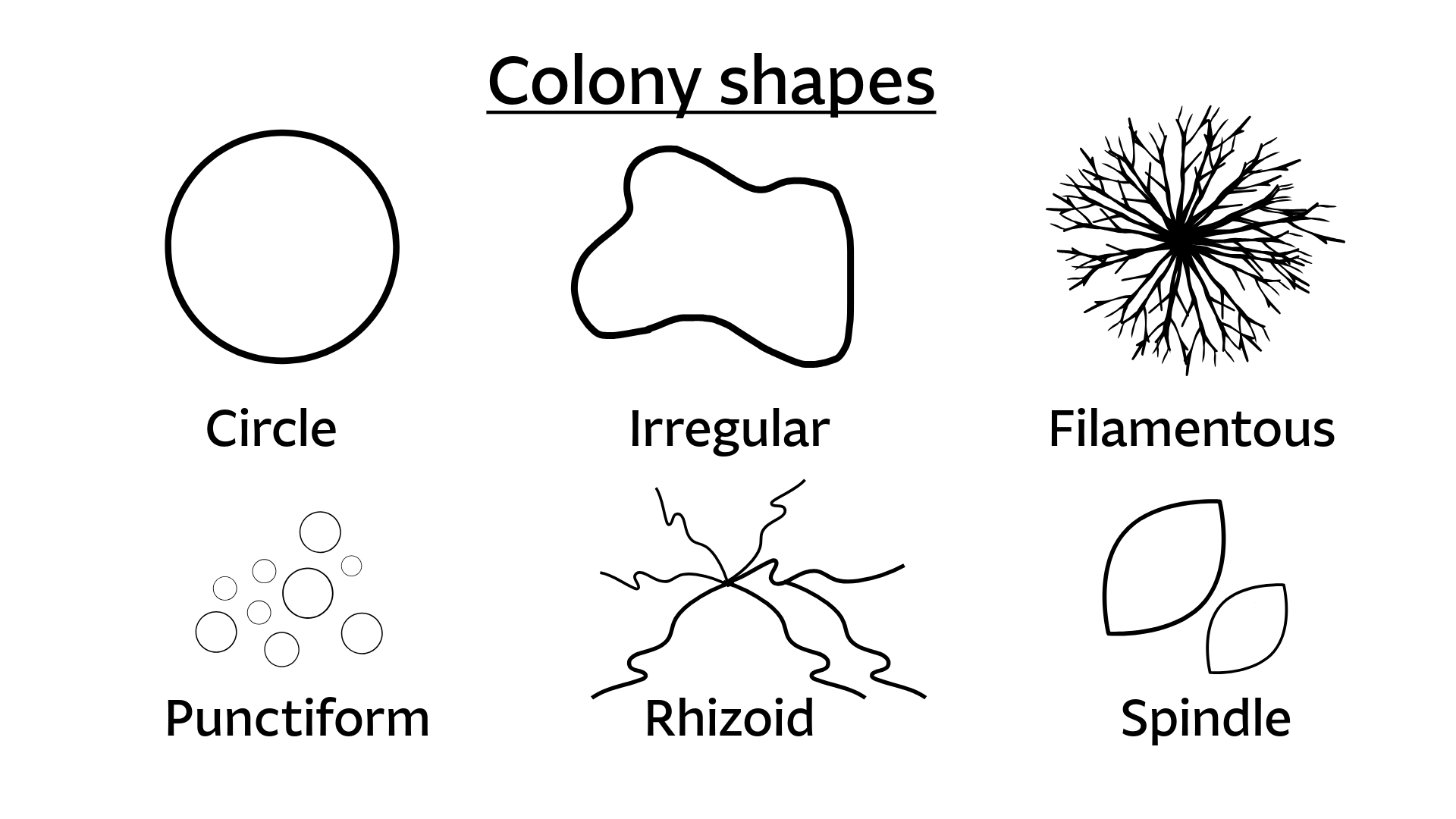 Diagram titled "Colony shapes" illustrating six bacterial colony morphologies. Circle: a single smooth, round outline. Irregular: a large, asymmetrical blob with wavy, uneven edges. Filamentous: a dense, branching network of thin lines radiating outward from a central point, resembling tree roots or frost. Punctiform: a cluster of small circles of varying sizes grouped together. Rhizoid: loose, irregular branching lines spreading outward from a central base, with wavy, root-like extensions. Spindle: two elongated oval shapes, similar to leaf or lens forms, overlapping slightly.