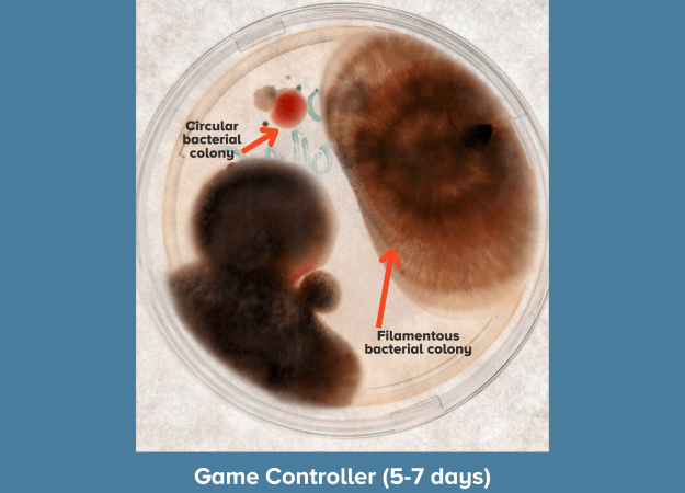 A petri dish showing heavy microbial growth after 5–7 days against a blue background. Two large, dark filamentous bacterial colonies dominate the plate. Red arrows identify a circular bacterial colony (round, red-pigmented) in the upper left and a filamentous bacterial colony (large, brown, fuzzy-edged) on the right. Caption reads "Game Controller (5-7 days)."