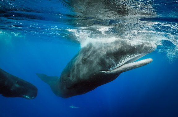 Two whales swimming in ocean