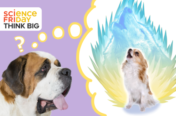 A large Saint Bernard with its tongue hanging out has a thought bubble to the right of its head. In the thought bubble is a howling Chihuahua. Behind the Chihuahua is a brightly colored howling wolf surrounded by anime-style energy spikes.
