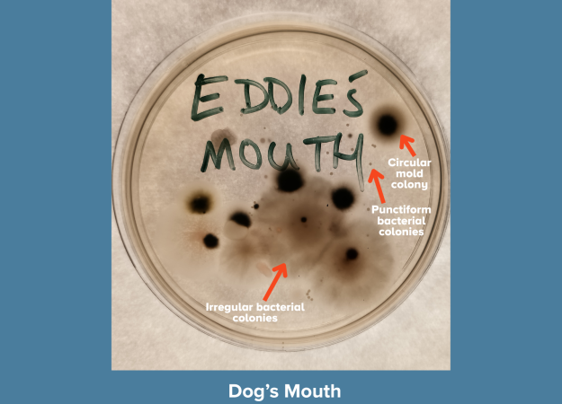 A petri dish labeled "Eddie's Mouth" in green marker showing microbial growth against a blue background. Annotated with red arrows identifying: circular mold colonies (small, dark, raised spots), punctiform bacterial colonies (tiny pinpoint dots), and irregular bacterial colonies (diffuse, spreading growth). Caption reads "Dog's Mouth."
